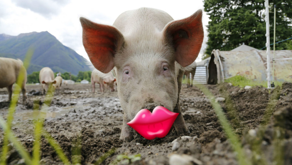 Putting Lipstick On A Pig Toxic Flame Retardant Makers Sever Ties With