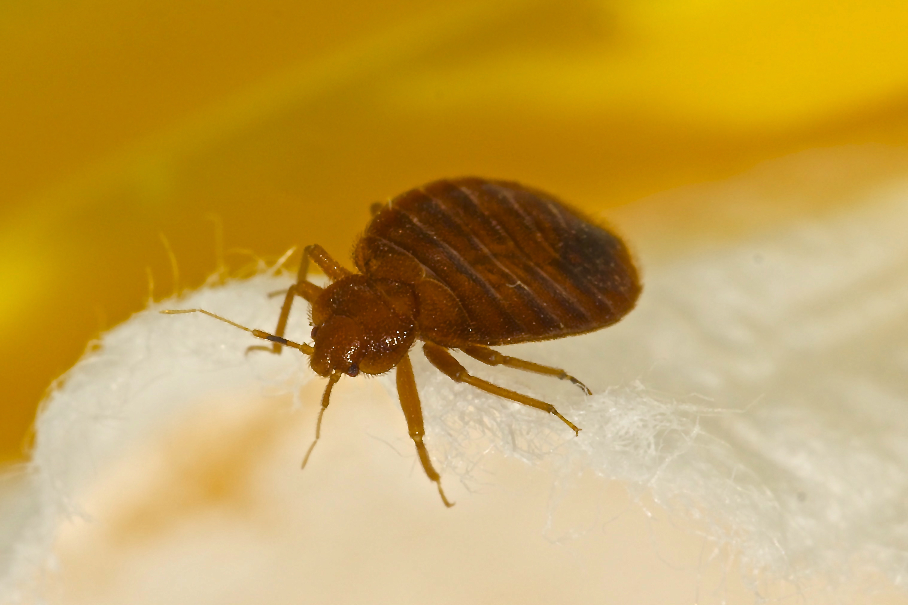 Bed Bugs They Re Baaaaack Toxic Free Future   Bed Bug 