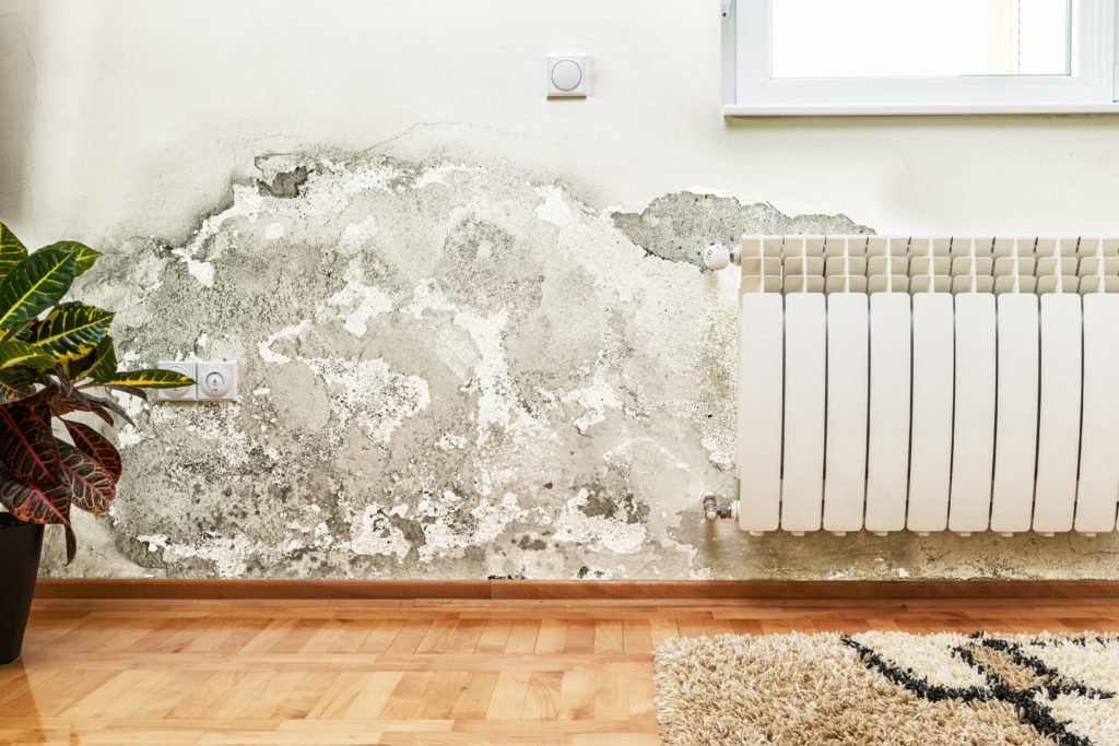 How to get rid of mold - Toxic-Free Future