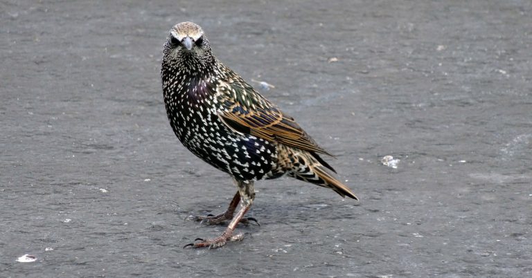 A starling standing on the sidewalk